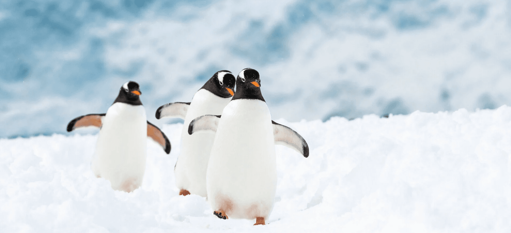 Six bonnes raisons d'aller en Antarctique